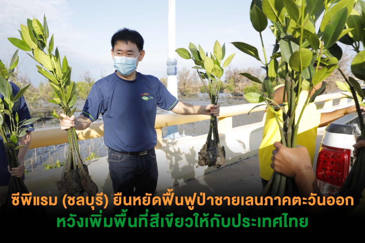 ซีพีแรม(ชลบุรี) ยืนหยัดฟื้นฟูป่าชายเลนภาคตะวันออก หวังเพิ่มพื้นที่สีเขียวบนผืนแผ่นดินไทย